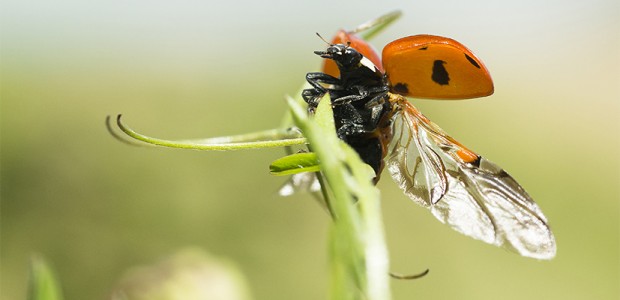 Publication de l’ouvrage « Le jardin secret des insectes »