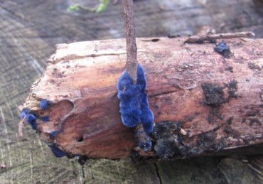 Pulcherricium caeruleum