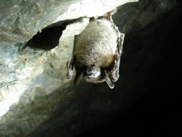 Chauve souris au repos sous un pont