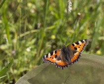 Insecte_Aglais-urticae