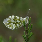Papillons