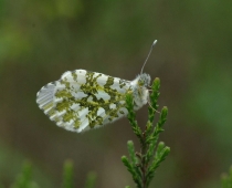 Papillons