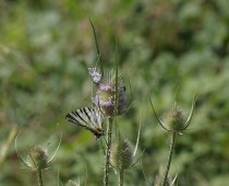 Insecte_IMG_0142