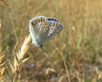 Insecte_Polyommatus-icarus2_