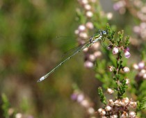 Insecte_lestes-virens