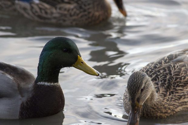 observations des oiseaux de la Bassée