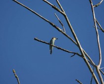 Oiseau_Merops-apiaster