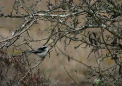 Déclin des oiseaux nicheurs en France métropolitaine