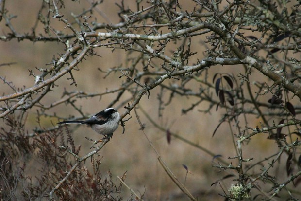 Déclin des oiseaux nicheurs en France métropolitaine