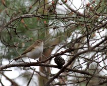 Oiseau_Pouillot-de-Bonelli-3