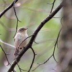 Oiseaux