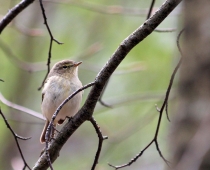 Oiseau_Pouillot-veloce-2