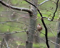 Oiseau_Troglodyte-mignon