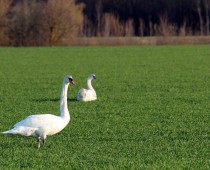 Oiseau_cygne-tuberculé