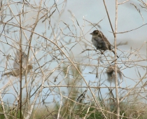 Oiseau_moineau-domestique