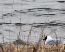 Oiseau_mouette-rieuse