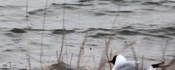 Oiseau_mouette-rieuse Oiseau_mouette-rieuse