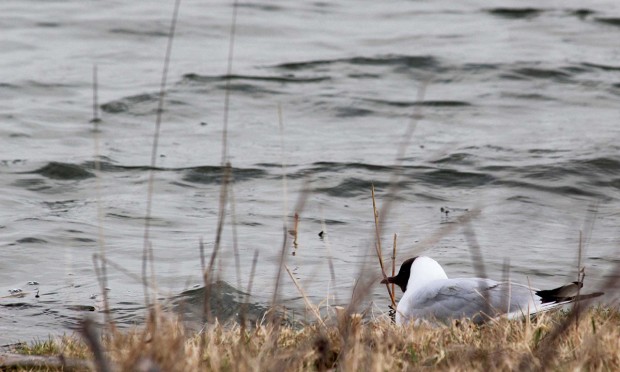 Ornithologie en Bassée