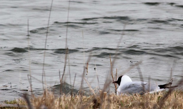 Ornithologie en Bassée