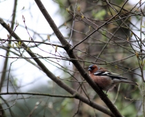 Oiseau_pinson-des-arbres