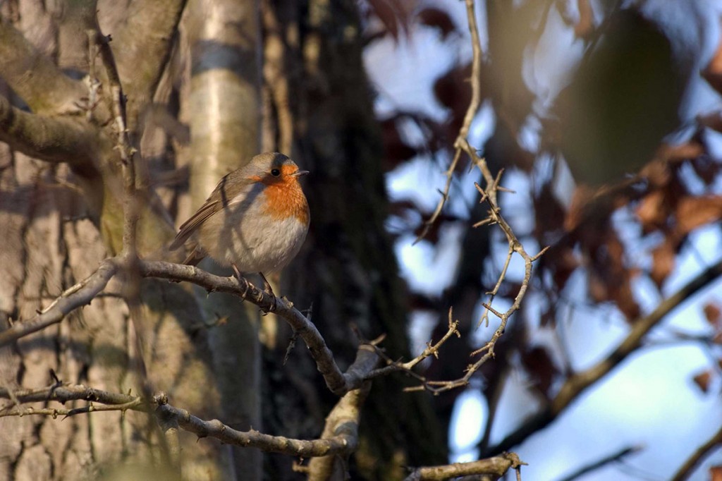 Le langage des oiseaux Le langage des oiseaux