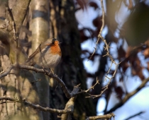 Oiseau_rouge_gorge_0043