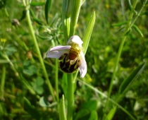Plante_Ophrys-apifera2_-P.Gourdain