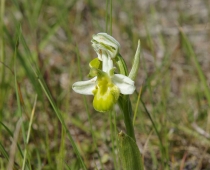 Plante_Ophrys-apifera_P.Gourdain