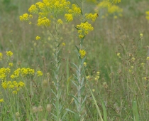 Plante_isatis-tinctoria