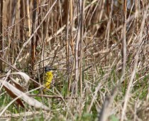 oiseau_Bergeronnette-printanière