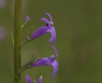 plante_Lobelia_urens