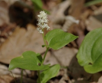 plante_Maianthemum-bifolium