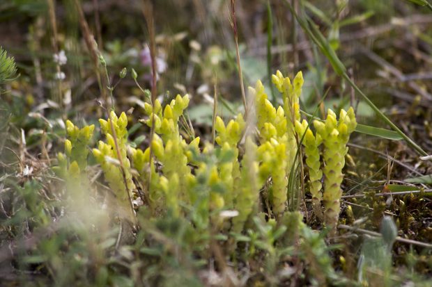 Sortie découverte des plantes sauvages comestibles