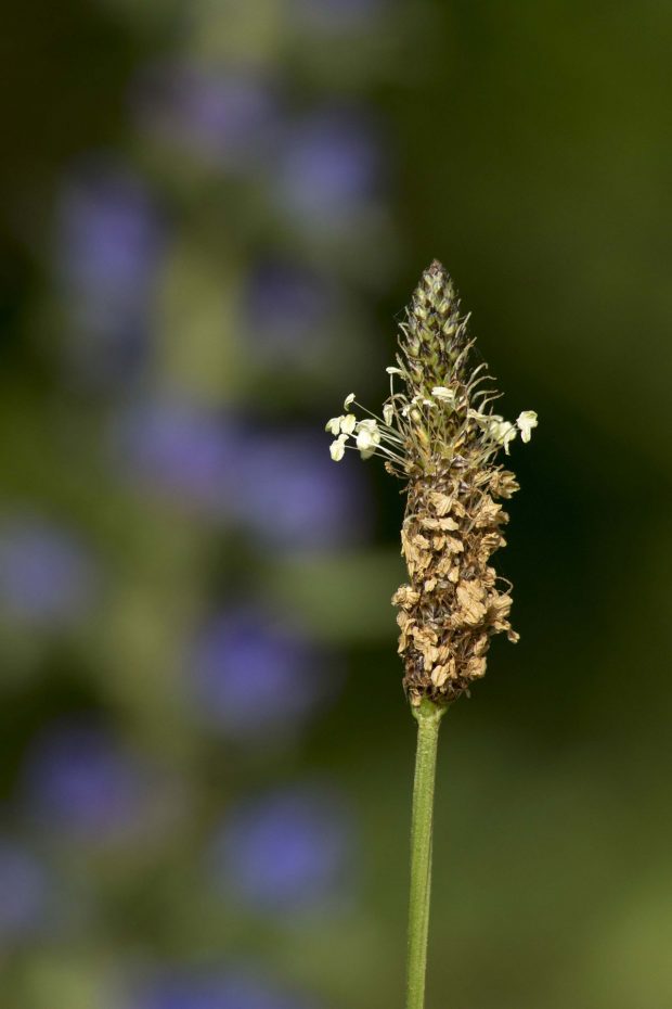 Sortie Botanique