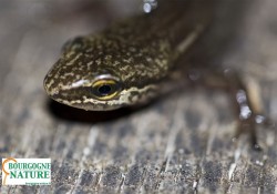 Bourgogne Nature, présentation