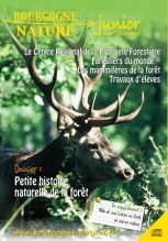 Bourgogne Nature_foret