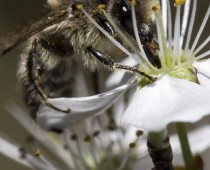 Insecte_Apis_butinant