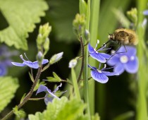 Insecte_Bombylius & Veronica