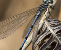 Insecte_Coenagrion puella