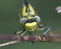 Insecte_Gomphus pulchellus (6)