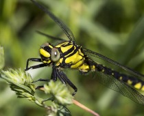 Insecte_Gomphus vulgatissimus