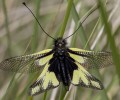 Appel à don pour PRO NATURA Ile de France