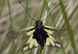 Appel à don pour PRO NATURA Ile de France