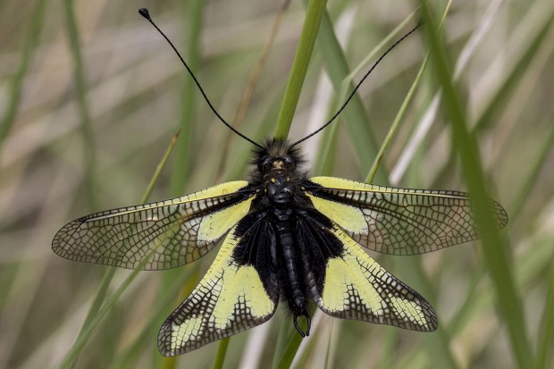 Appel à don pour PRO NATURA Ile de France