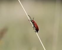 Insecte_Pyrochroa coccinea