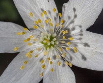 Plante_Anemone nemorosa