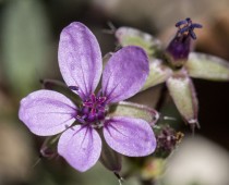 Plante_Erodium cicutarium