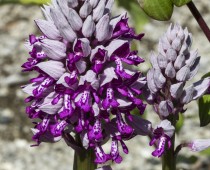 Plante_Orchis militaris