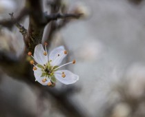 Plante_Prunus spinosa_fleur
