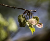 Plante_Ulmus laevis_Samare